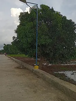 my dear place 