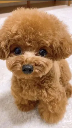ini anak anjing coml