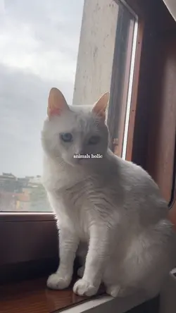 animals holic
