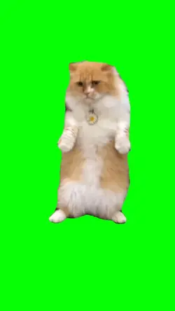 green screen kucing 