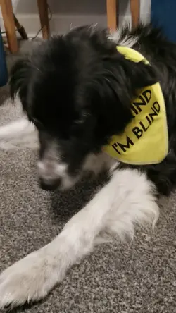 Senior Dog