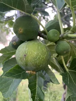 Frutto