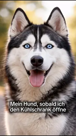 Hund Meme lustig 