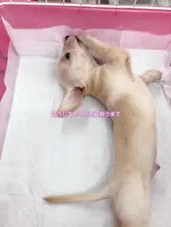 動画