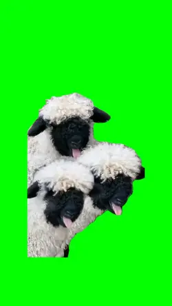 funny sheep's 