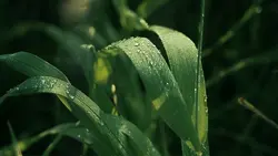 3 Videos Cinematic