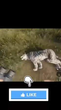 Hunter call of the w