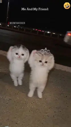 Cute Cat`