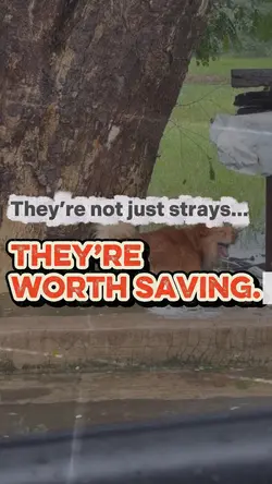 Animal Rights