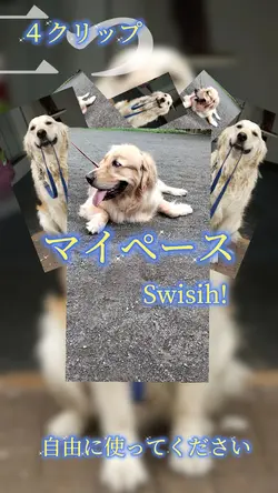 マイペース Swish!