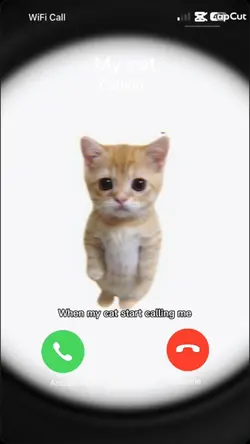 dring dring el gato