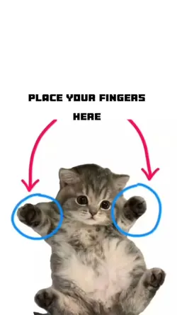 funny cat meme 