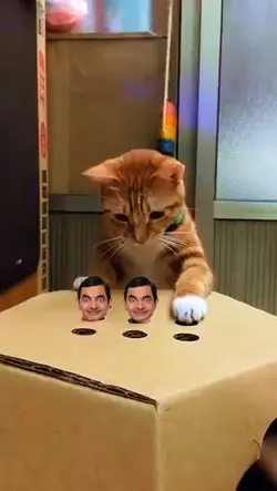Cats Playing