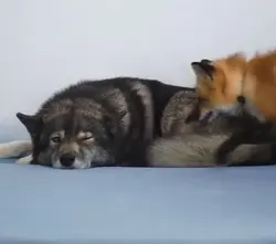 foxes