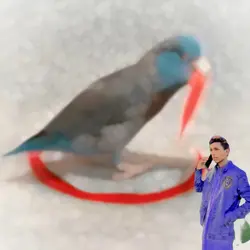 capcut