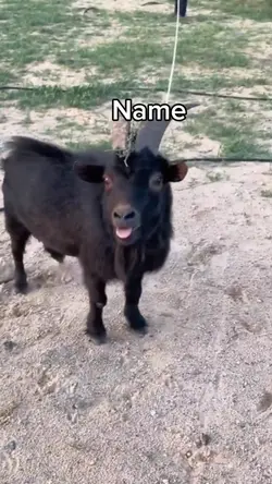 Saya Kambing 