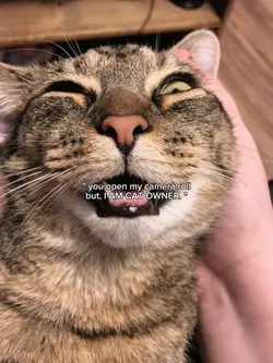 i am cat owner