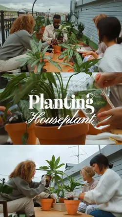 planting