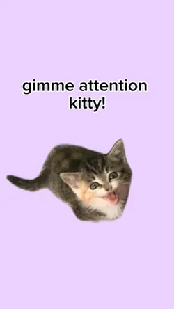 gimme attention cat