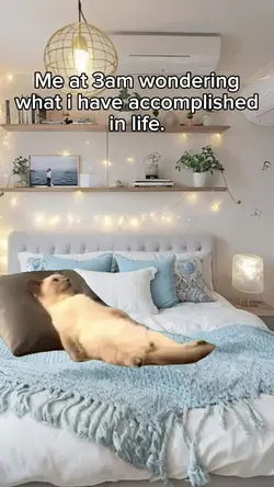Sleeping cat