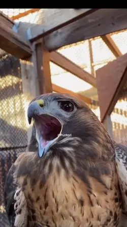 Eagle Trend Puntori 