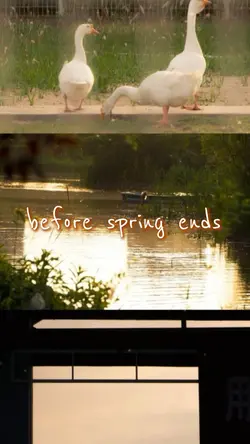 Before Spring Ends.