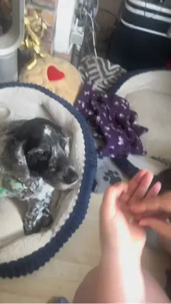 Dog IQ test