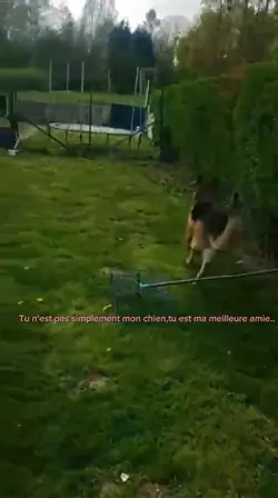 pas un simple chien.