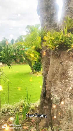 SPARK EFFECTS 