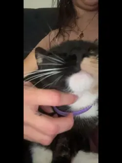 My sigma cattt