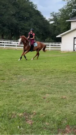 For an auction pony 