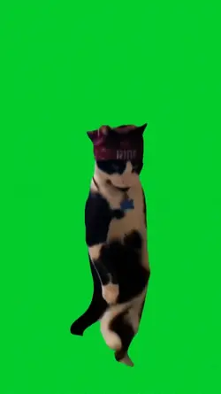 cat dancing meme