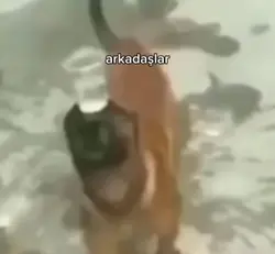 su getiren köpek