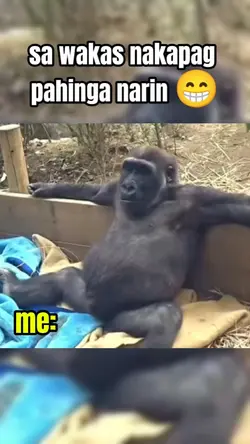 gorilla memes 