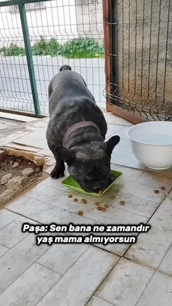 Paşa'nın iç sesi