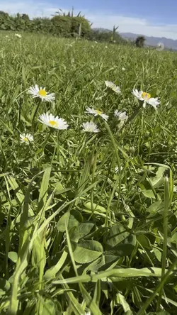 The beauty of natur