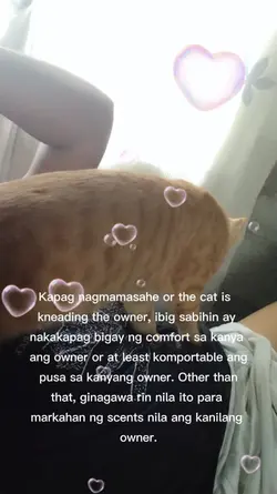 MASAHISTANG PUSA