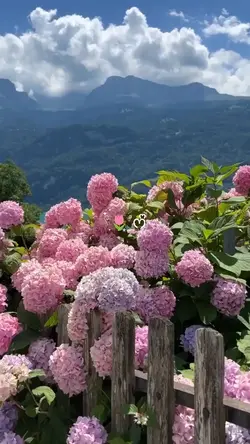vlog || flower 
