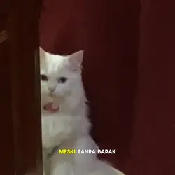 kamu cantik