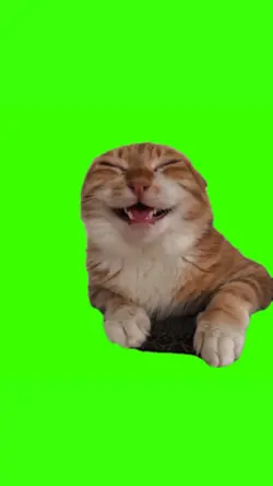 smiling cat meme