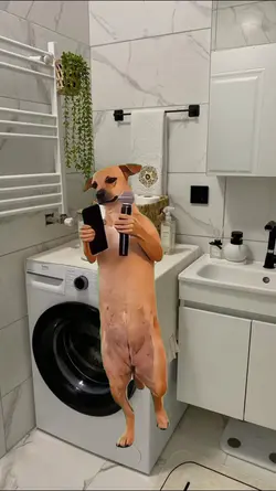 dog singing