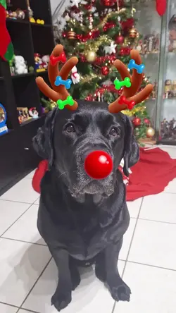jusqu'a Noël