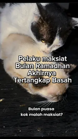 Ngintip Kucing Kawin