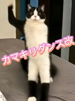 カマキリダンス改 写真1枚📸