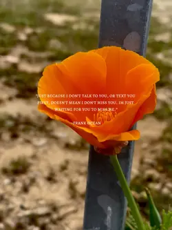 Frank ocean quote