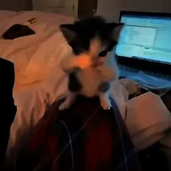Trending cat edit