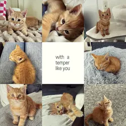 my cat's moments
