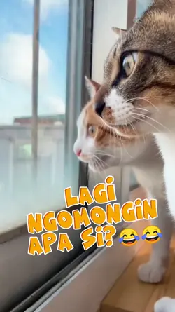 Kucing ngobrol