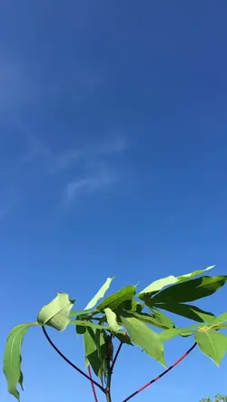 FILTER HD AESTHETIC 