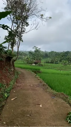 Pemandangan Hijau 